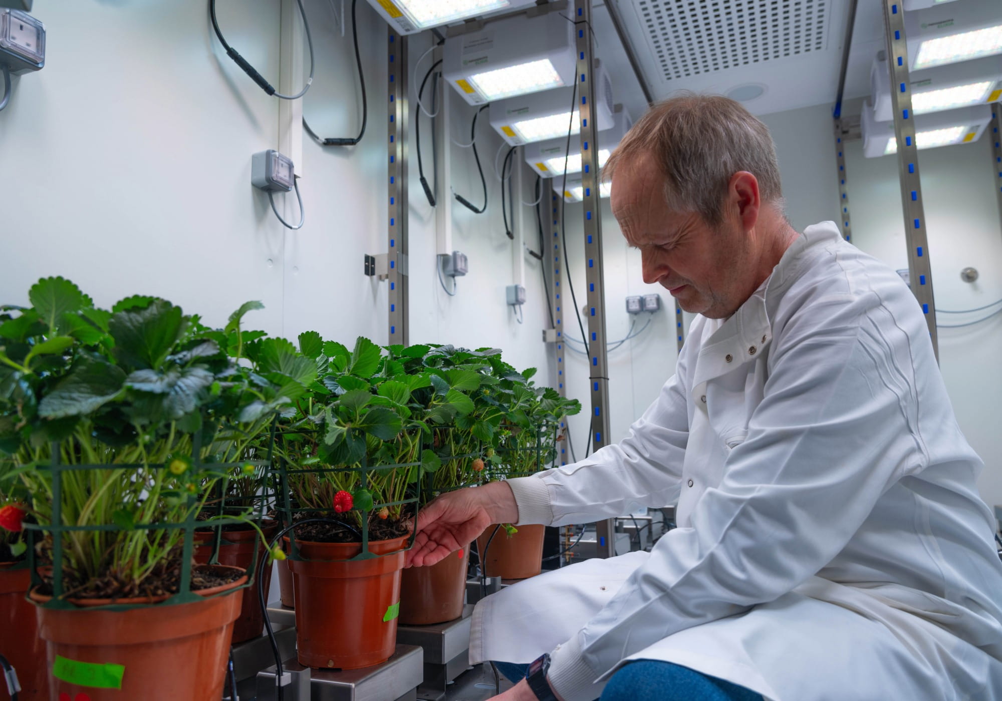 Dr Philip Davey works in the drought room examining crops.