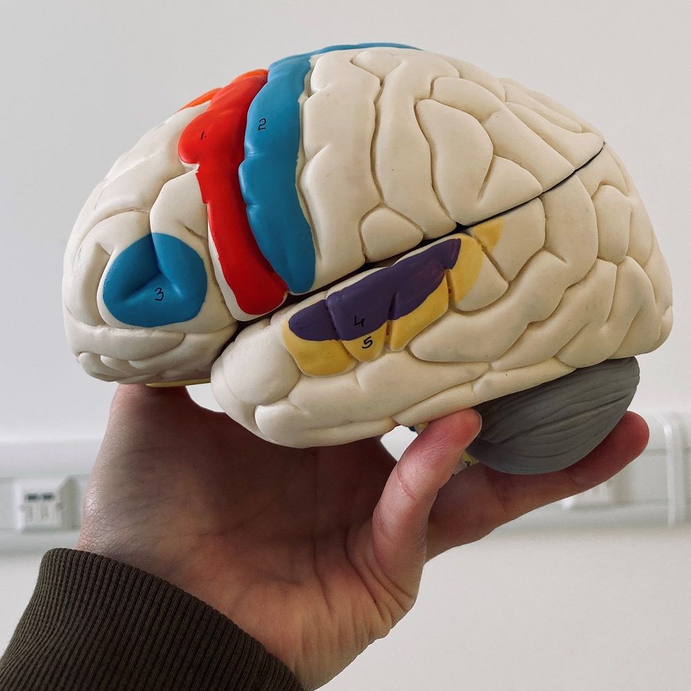 A hold holding up a cream-coloured plastic model of a brain, with some sections coloured in blue, red, purple and yellow.
