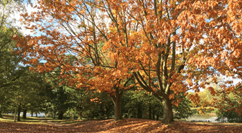 Greg Cadge - Autumn by the Lakes 