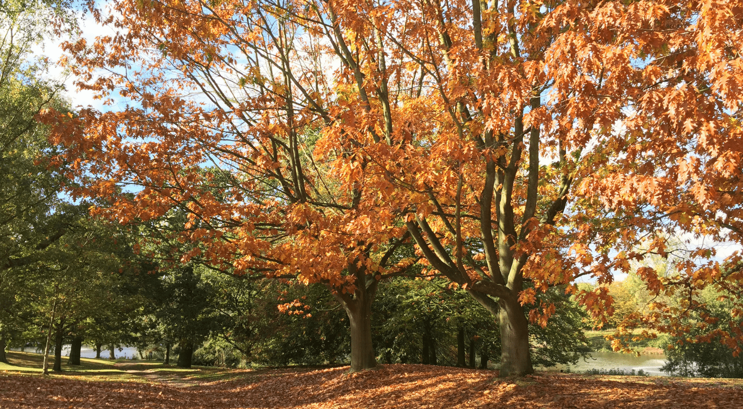 Greg Cadge - Autumn by the Lakes 