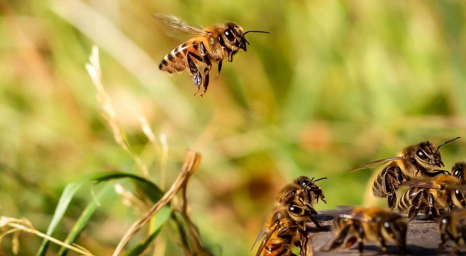 Bees on our Colchester Campus