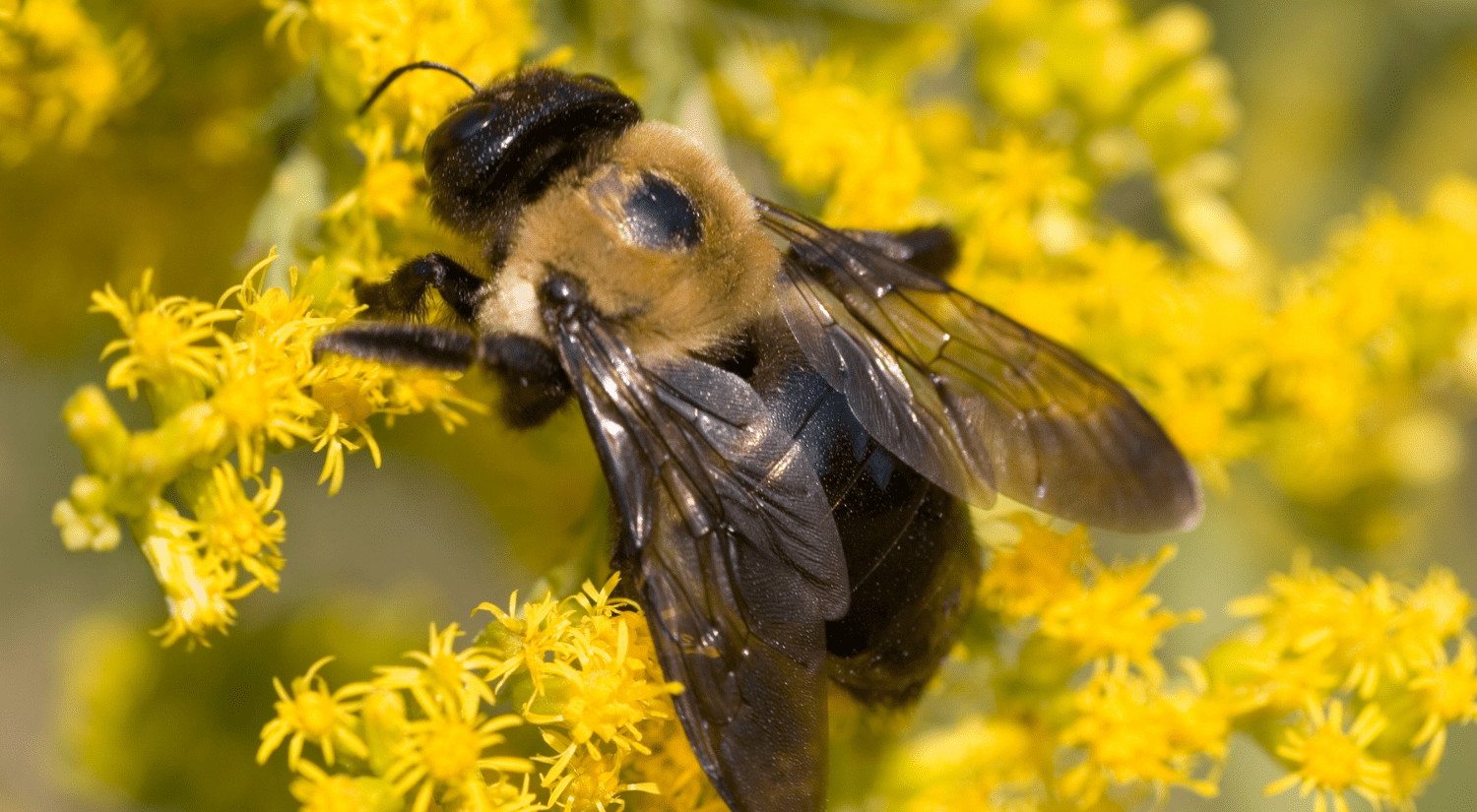 a carpenter bee resting on yellow flowers
