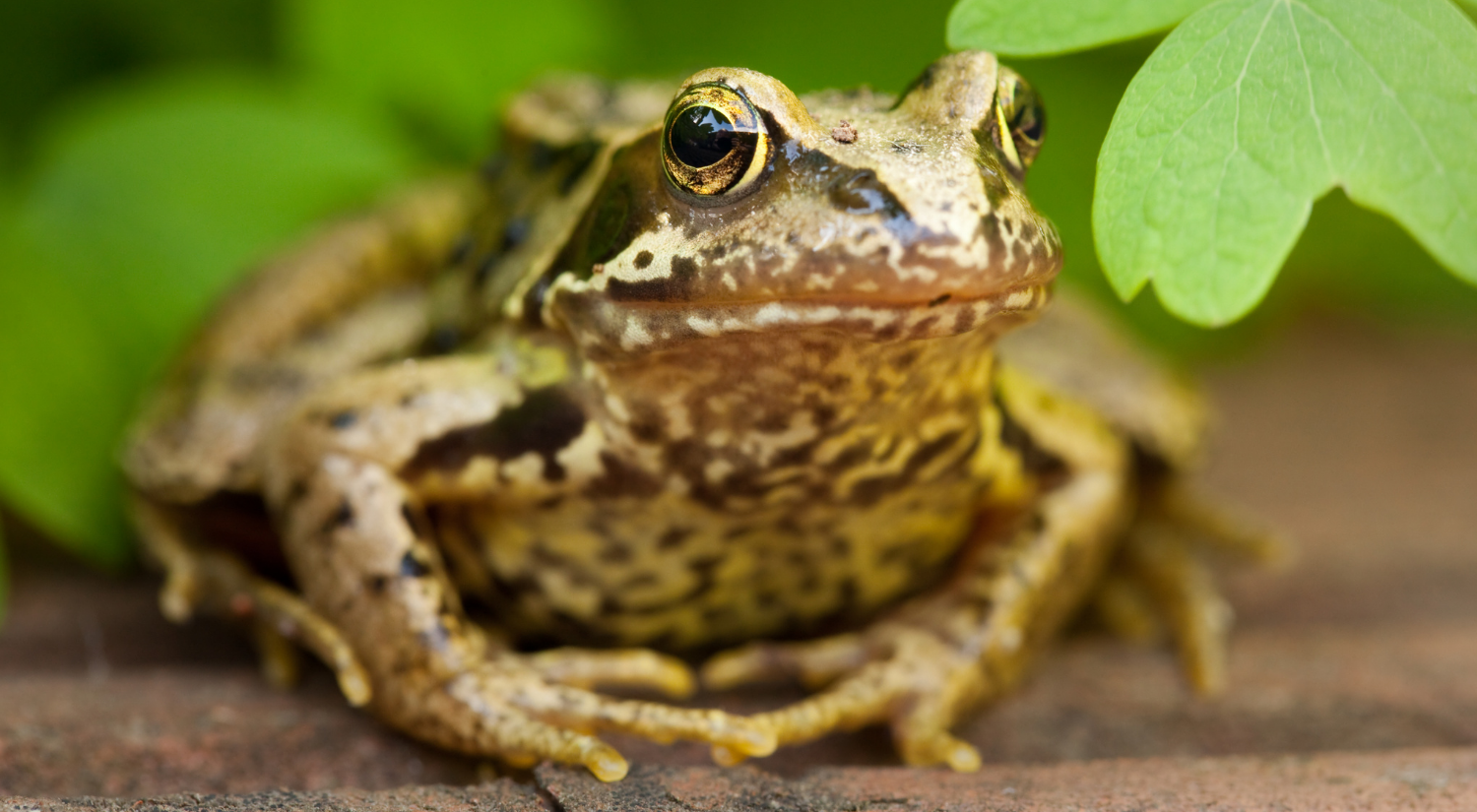 a common frog next to a green leaf