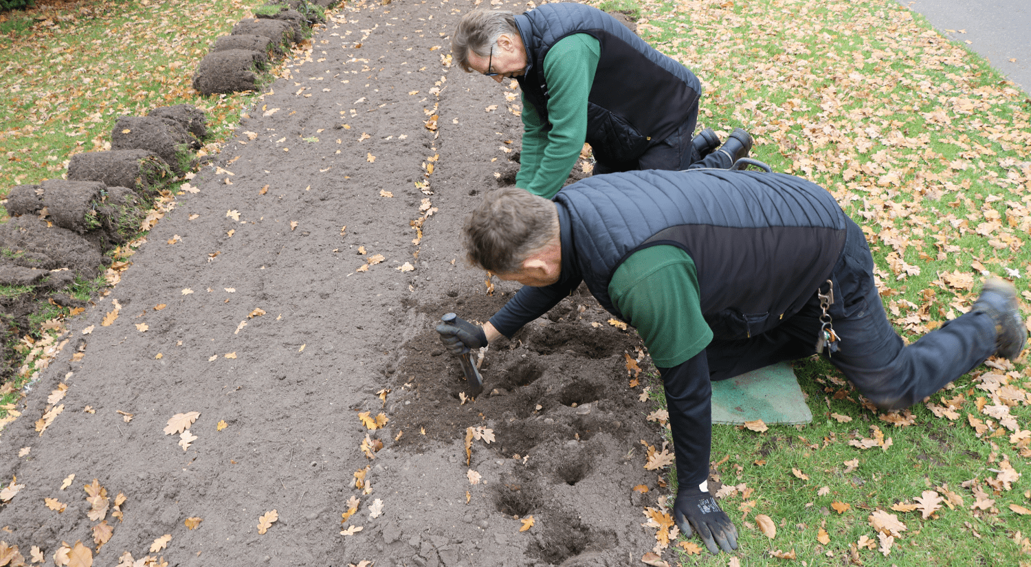 two people planting daffodil bulbs