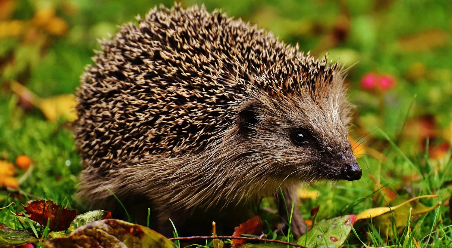 a hedgehog on the grass