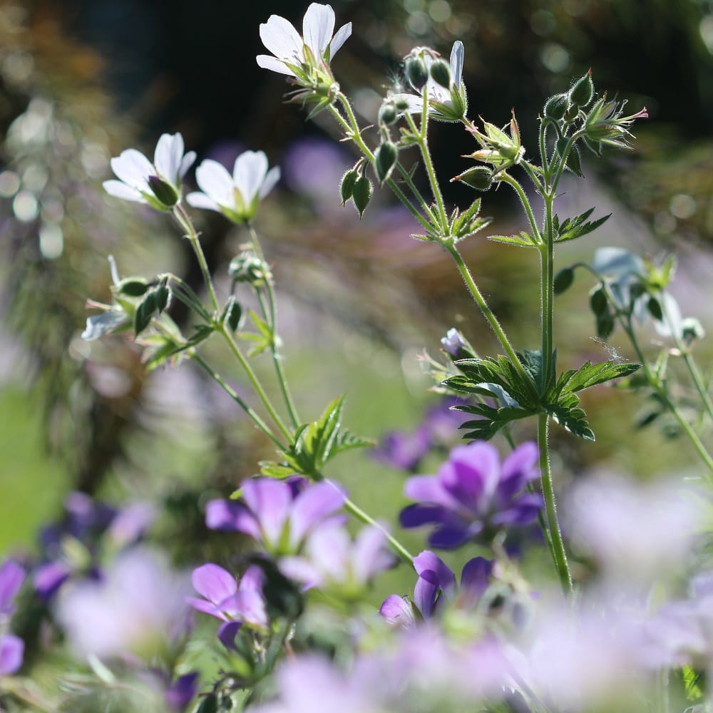 wild flowers in a field