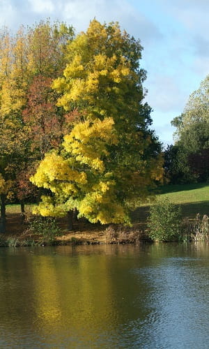 Tree at Wivenhoe Park lake
