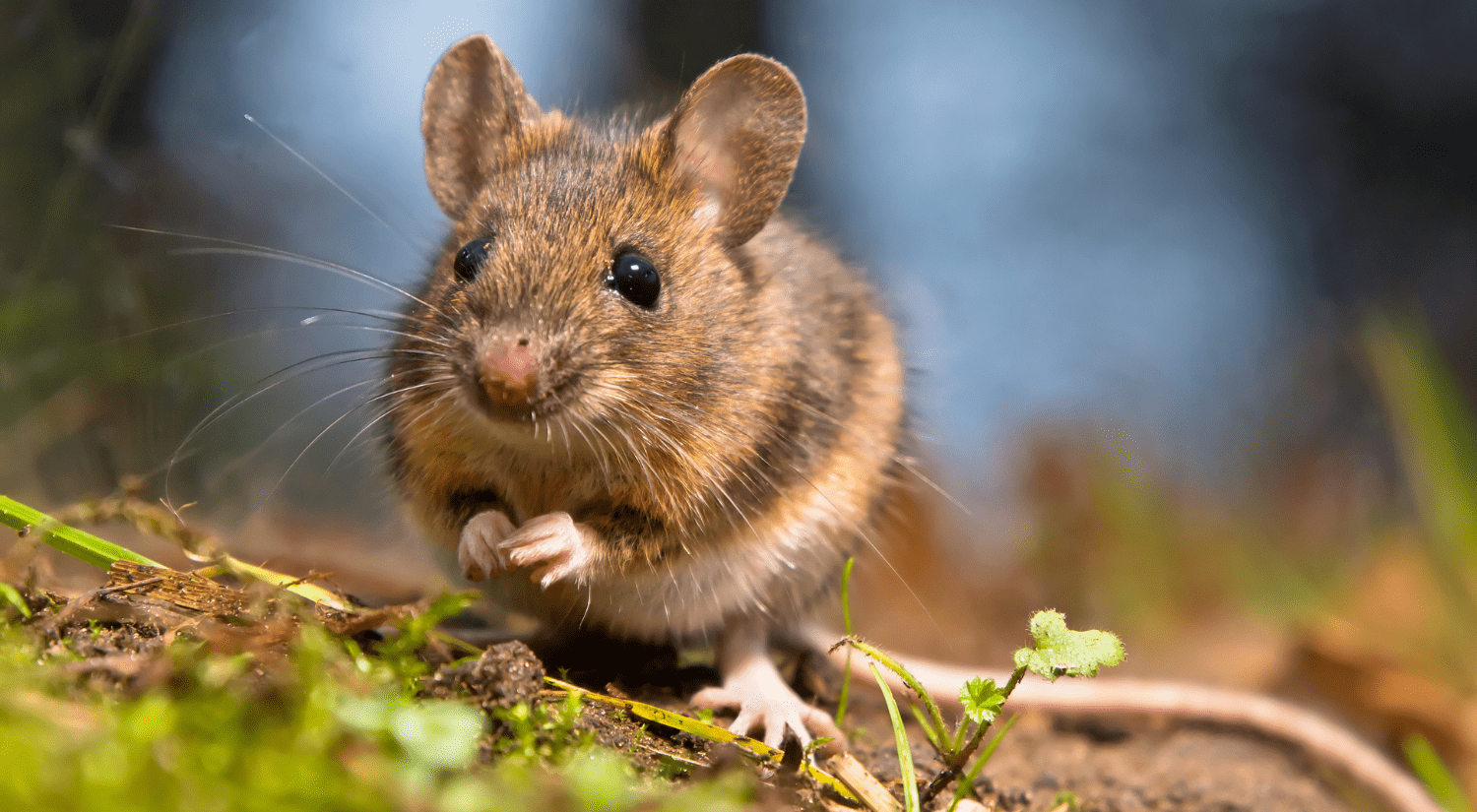 a sitting brown wood mouse