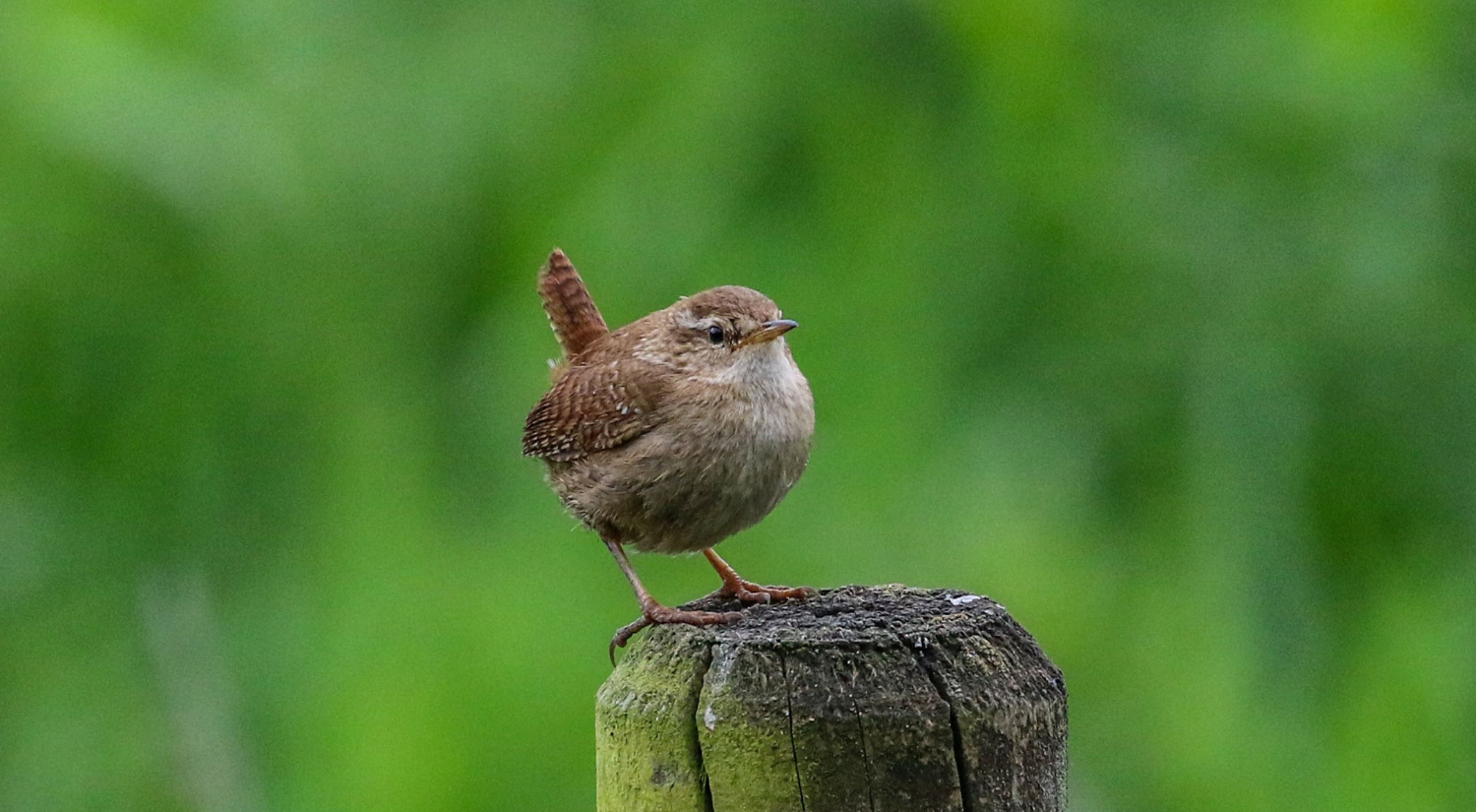 a wren standing on a log