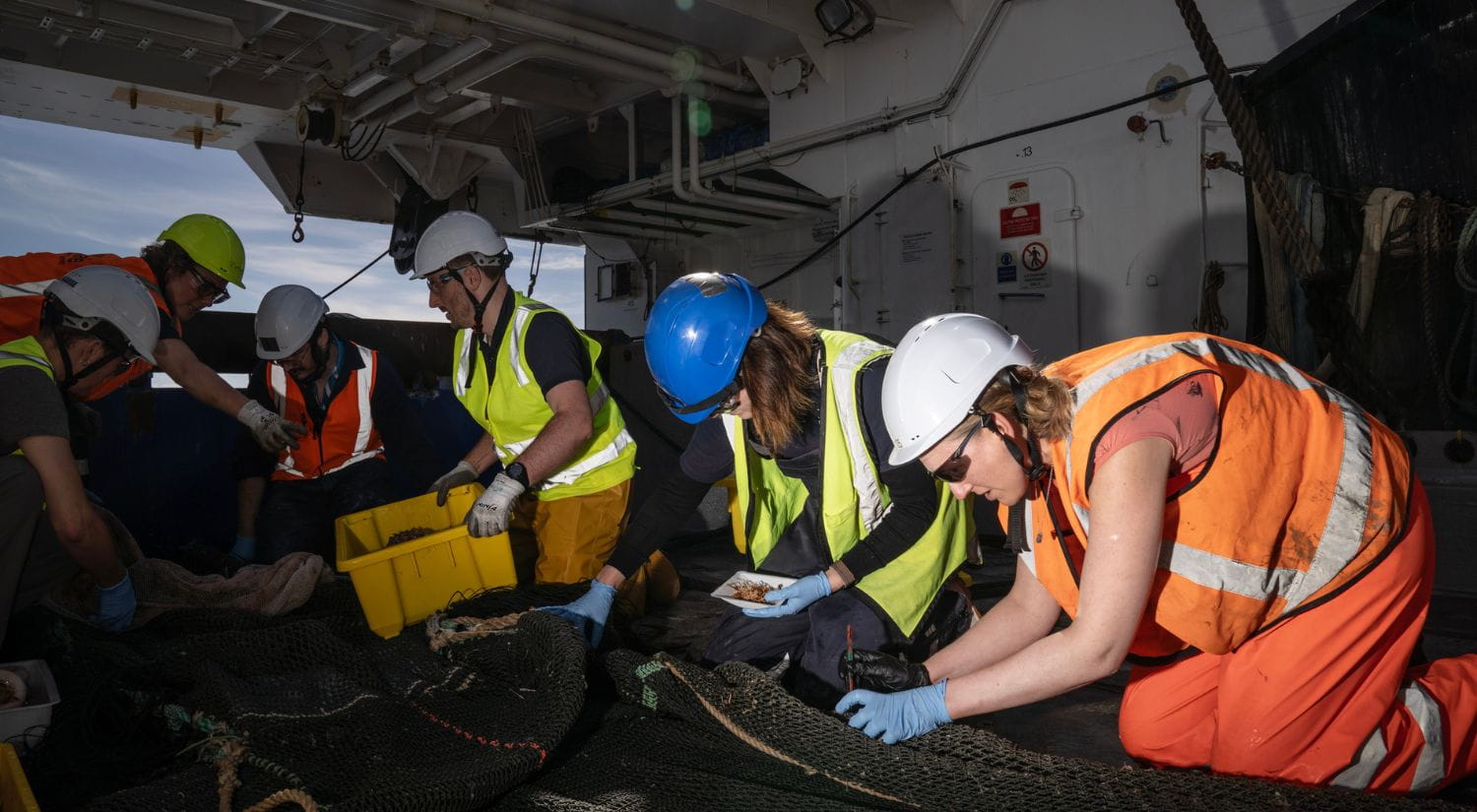 Ocean Census scientists sift specimens 
