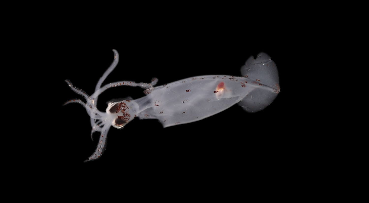 A new squid species 