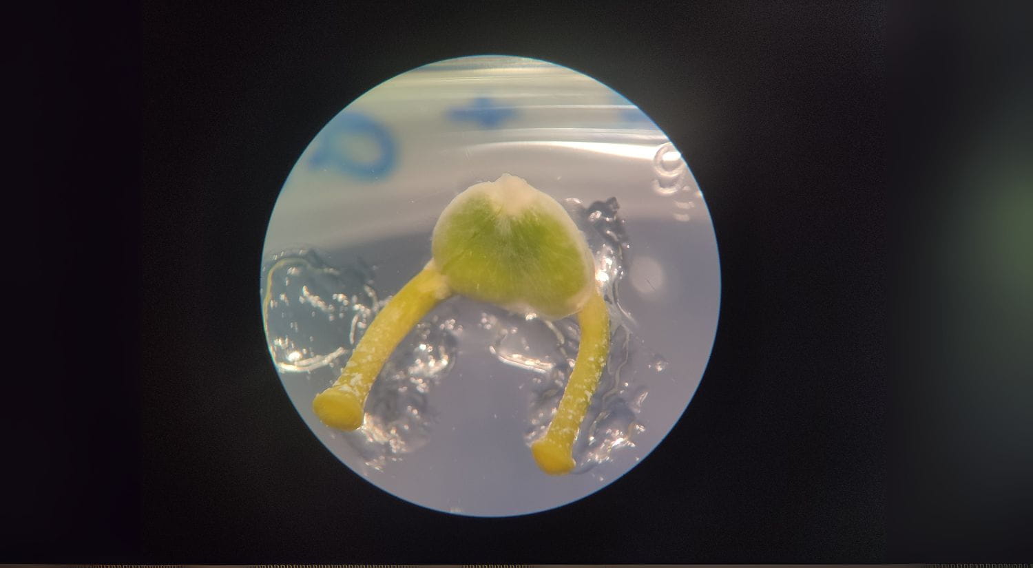 Germinating mistletoe seeds 