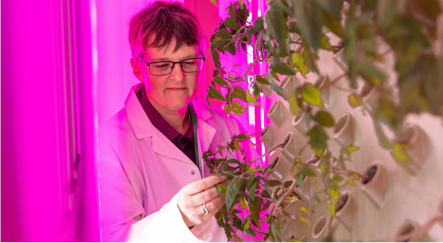 Professor Tracy Lawson examines the plants being grown in the vertical farm