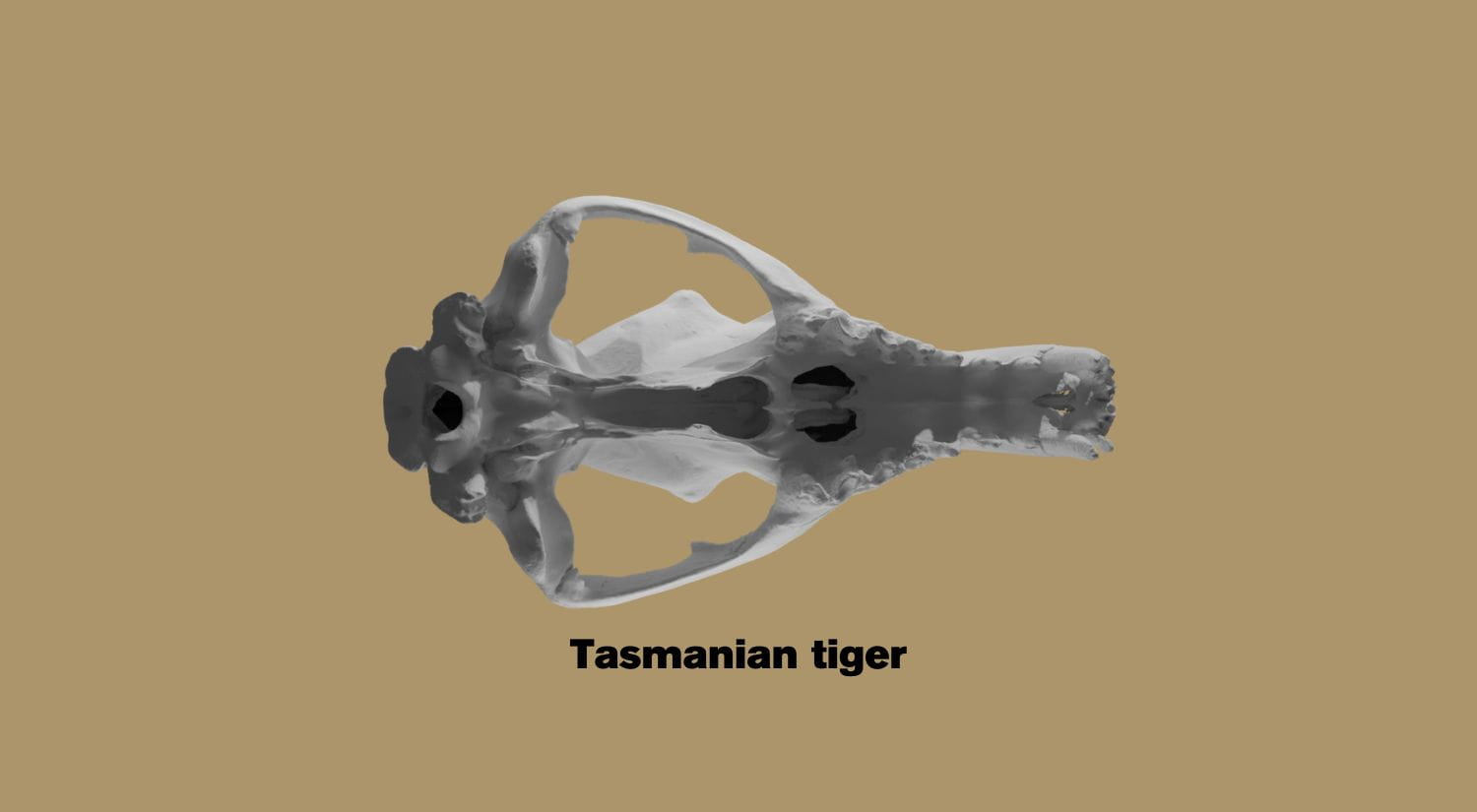A Tasmanian Tiger