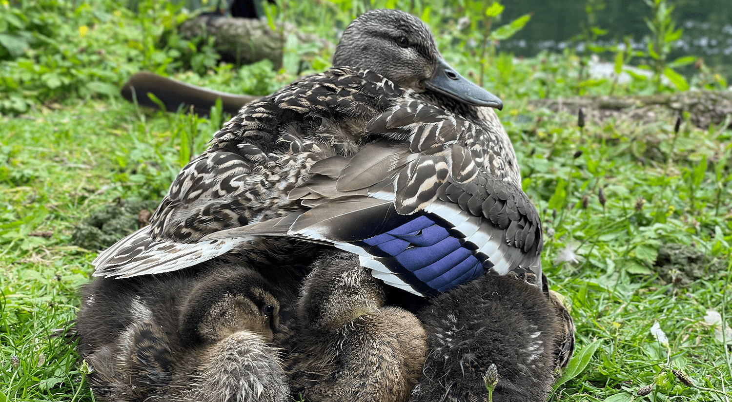 An adult duck nesting with baby ducks in the grass