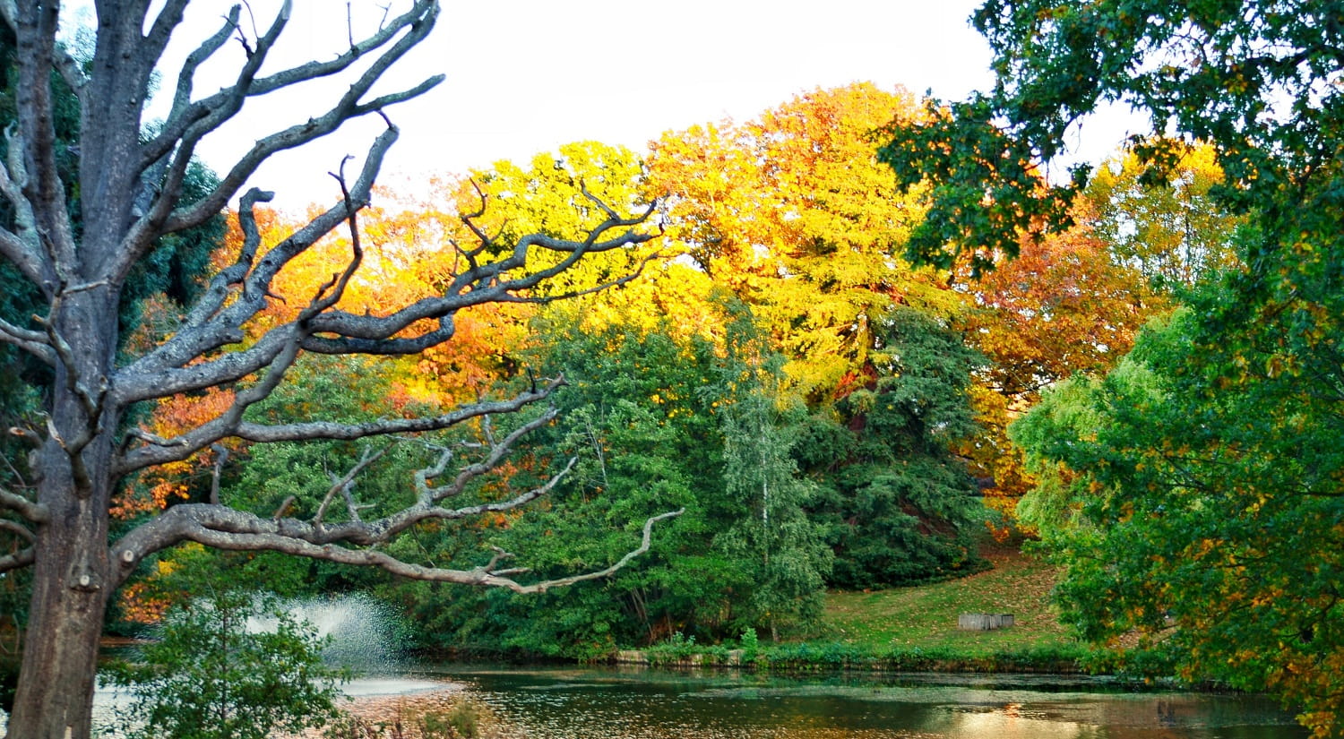 Brown autumn trees surrounding a lake