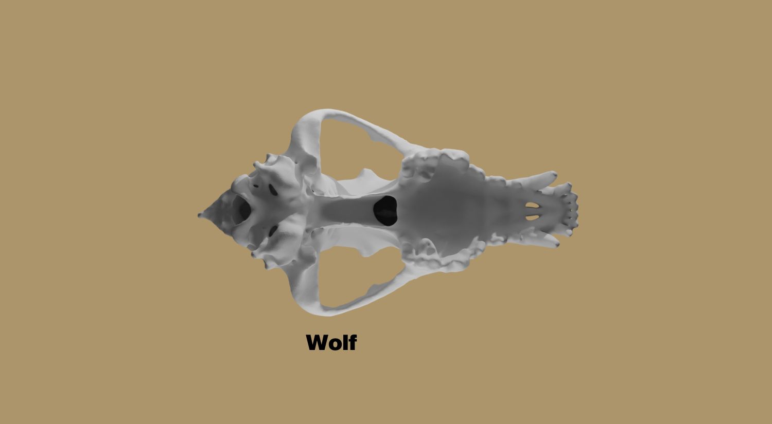 A wolf skull