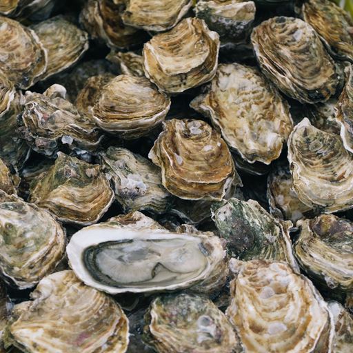 close up photo of pile of oysters photo by Ben Stern for Unsplash